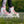Powerslide Phuzion Argon Rose 80 Inline Skates