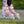 Powerslide Phuzion Argon Rose 80 Inline Skates