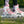 Powerslide Phuzion Argon Rose 80 Inline Skates