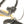 Division Blitzer 20