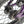 Division Blitzer 12