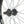 Colony Contour Wasp Rear Wheel (Black)