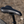 Fairdale Ridgemont 27.5