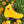 Moxi Lolly Skate Pineapple Yellow (w Nylon Thrust)
