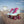 Moxi Beach Bunny Blue Sky Skates