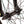 Division Blitzer 20