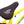 Colony Sweet Tooth Pro 20